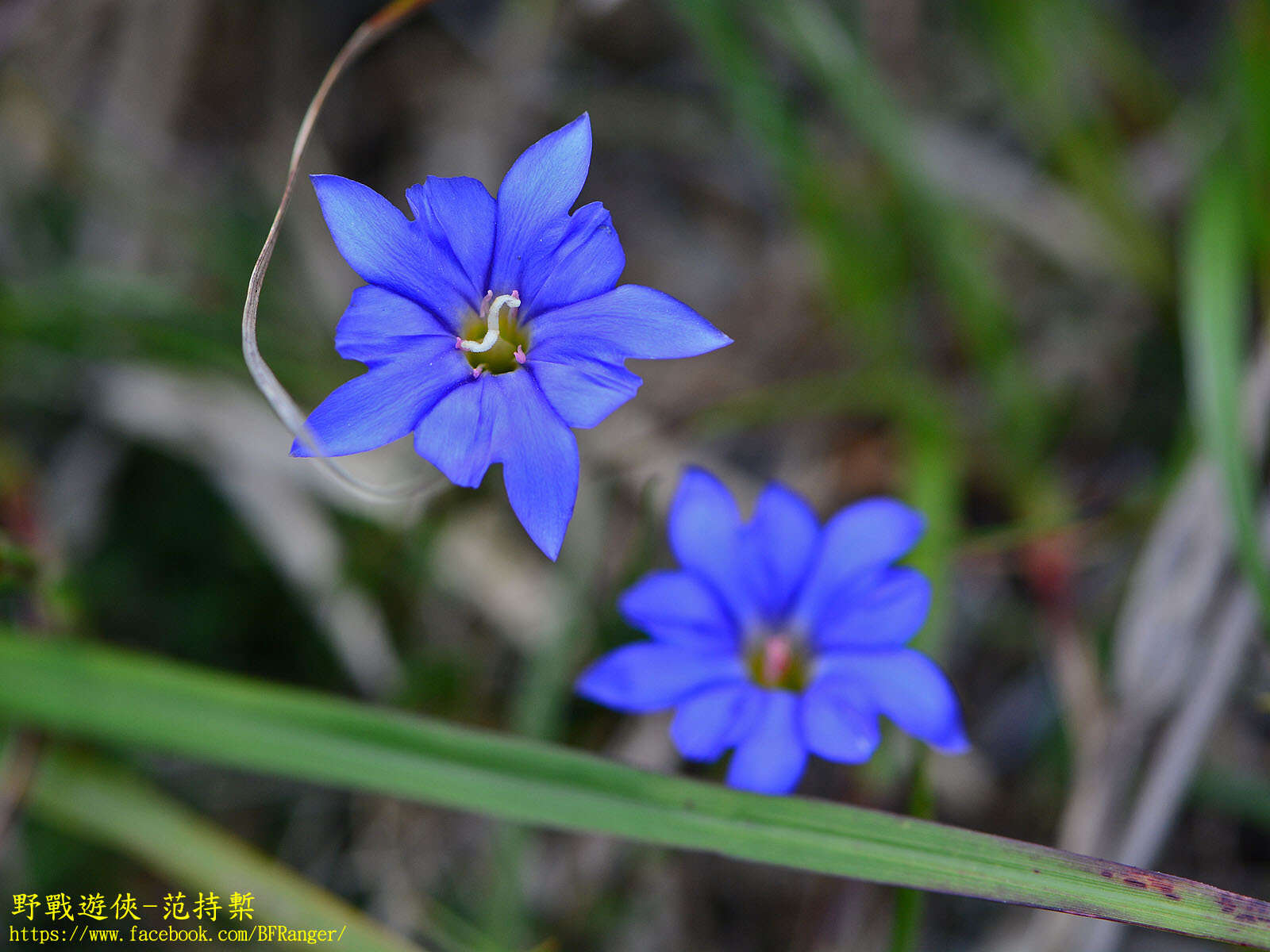 صورة Gentiana arisanensis Hayata