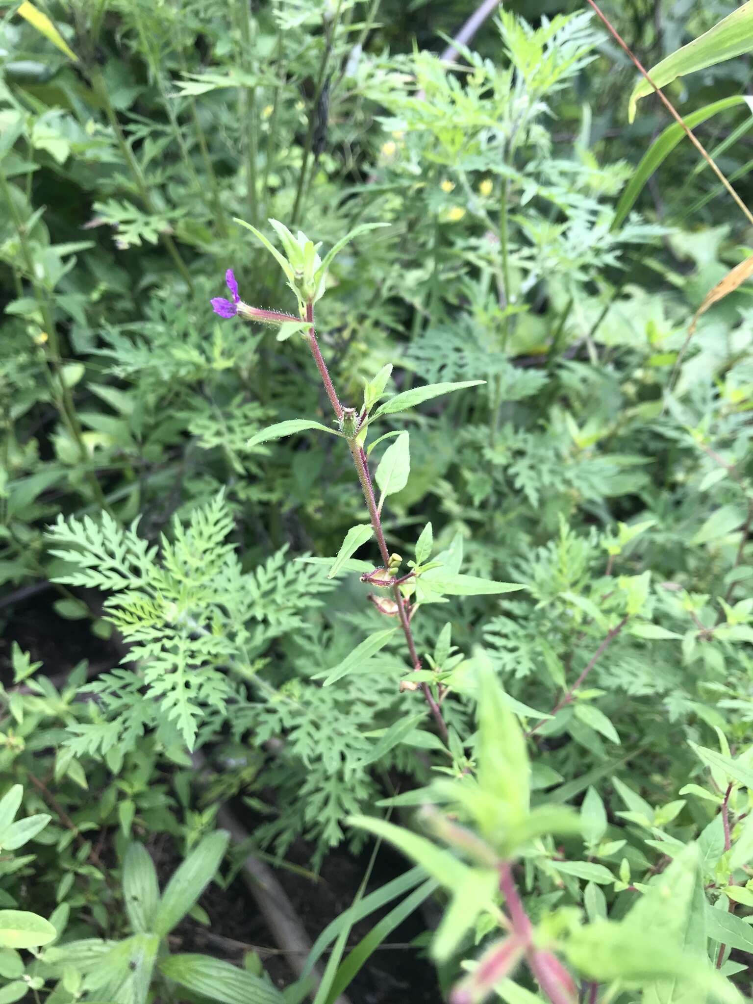 Image of blue waxweed