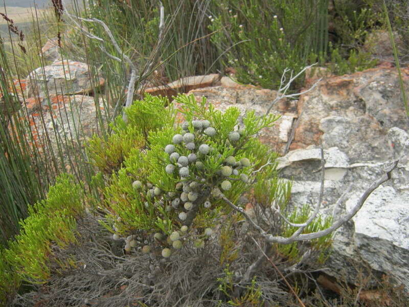 Image of Brunia noduliflora P Goldblatt & J. C. Manning