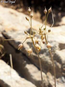 Image of Allium hermoneum (Kollmann & Shmida) Brullo, Guglielmo, Pavone & Salmeri