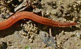 Image of <i>Artioposthia subquadrangulata</i>