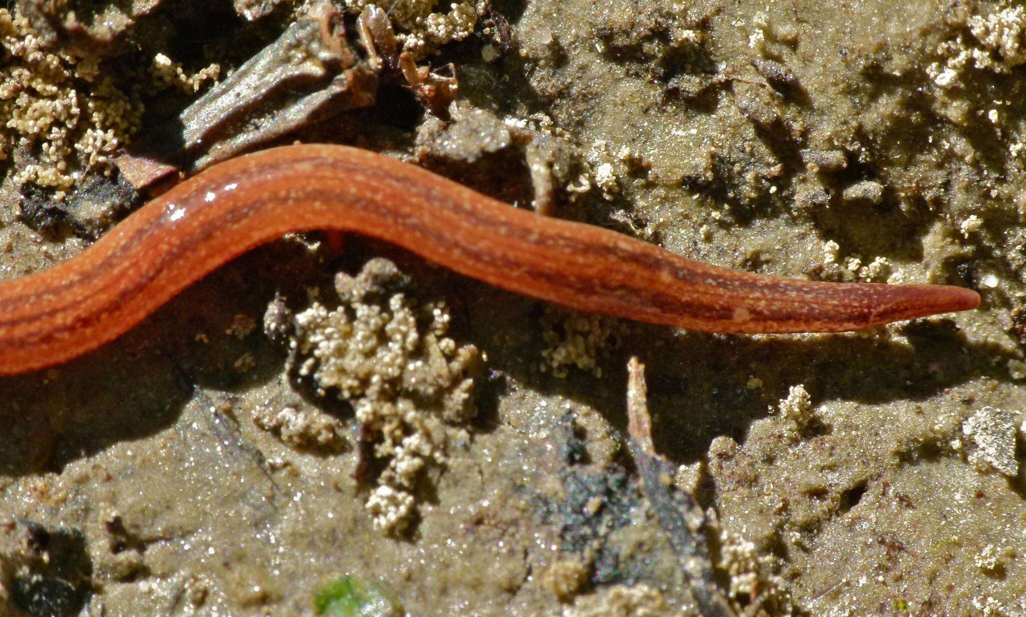 <i>Artioposthia subquadrangulata</i> resmi