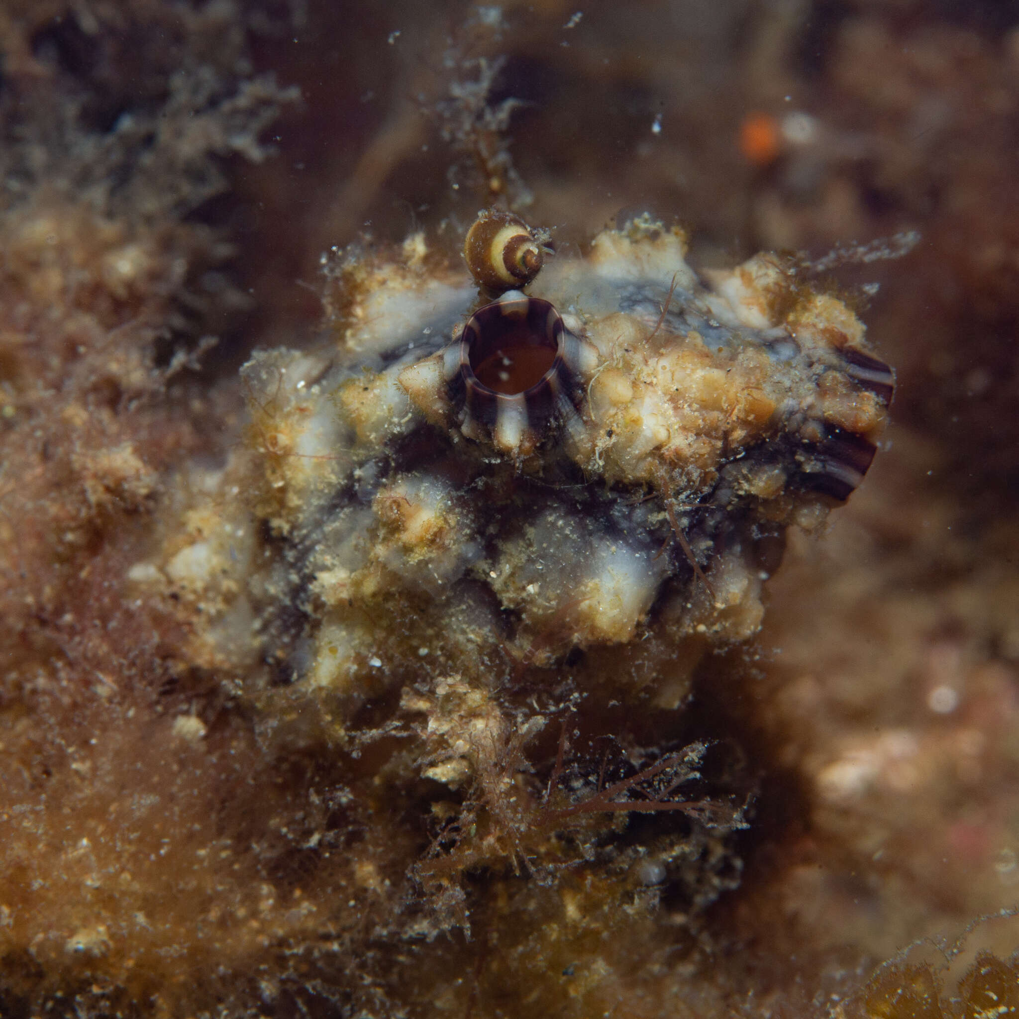 Image of Ascidian