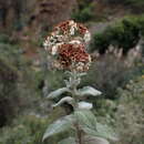 Image of Heliotropium incanum Ruiz & Pav.