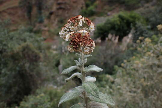 صورة Heliotropium incanum Ruiz & Pav.