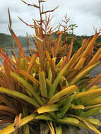 Image of Bromeliad