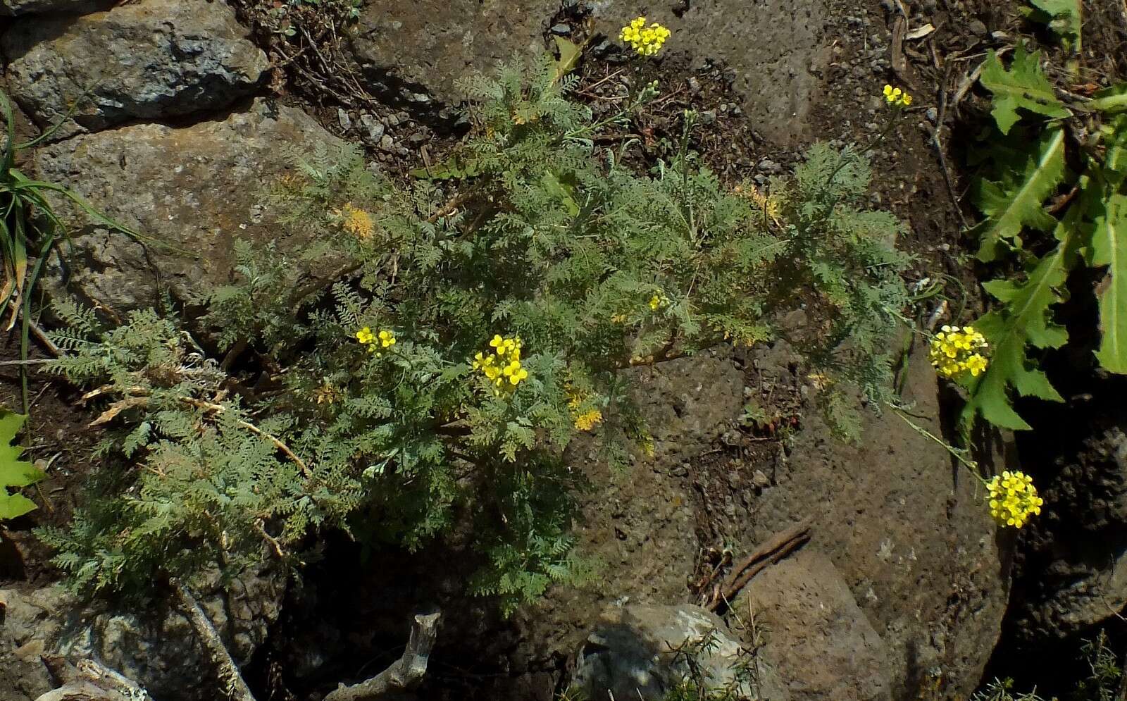 Image of Descurainia millefolia (Jacq.) Webb & Berthel.