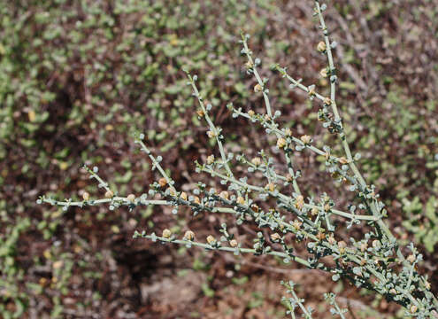 Image of Tetraena chrysopteros (Retief) Beier & Thulin