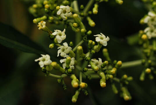 Image of poison devil's-pepper