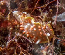 Image of Diaphorodoris papillata Portmann & Sandmeier 1960