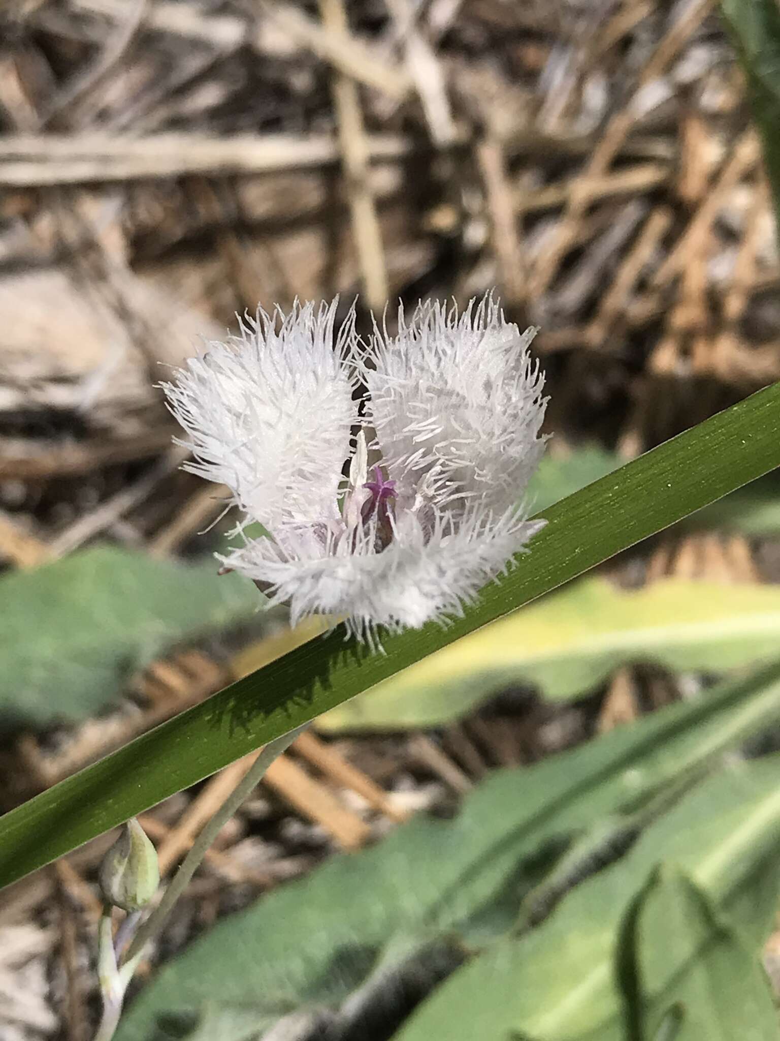 Imagem de Calochortus coeruleus (Kellogg) S. Watson