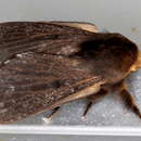 Image of Symphyta nyctopis Turner 1902
