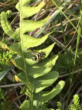 Image de Chrysotoxum bicincta (Linnaeus 1758)