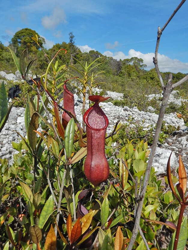 Image of Nepenthes tobaica Danser