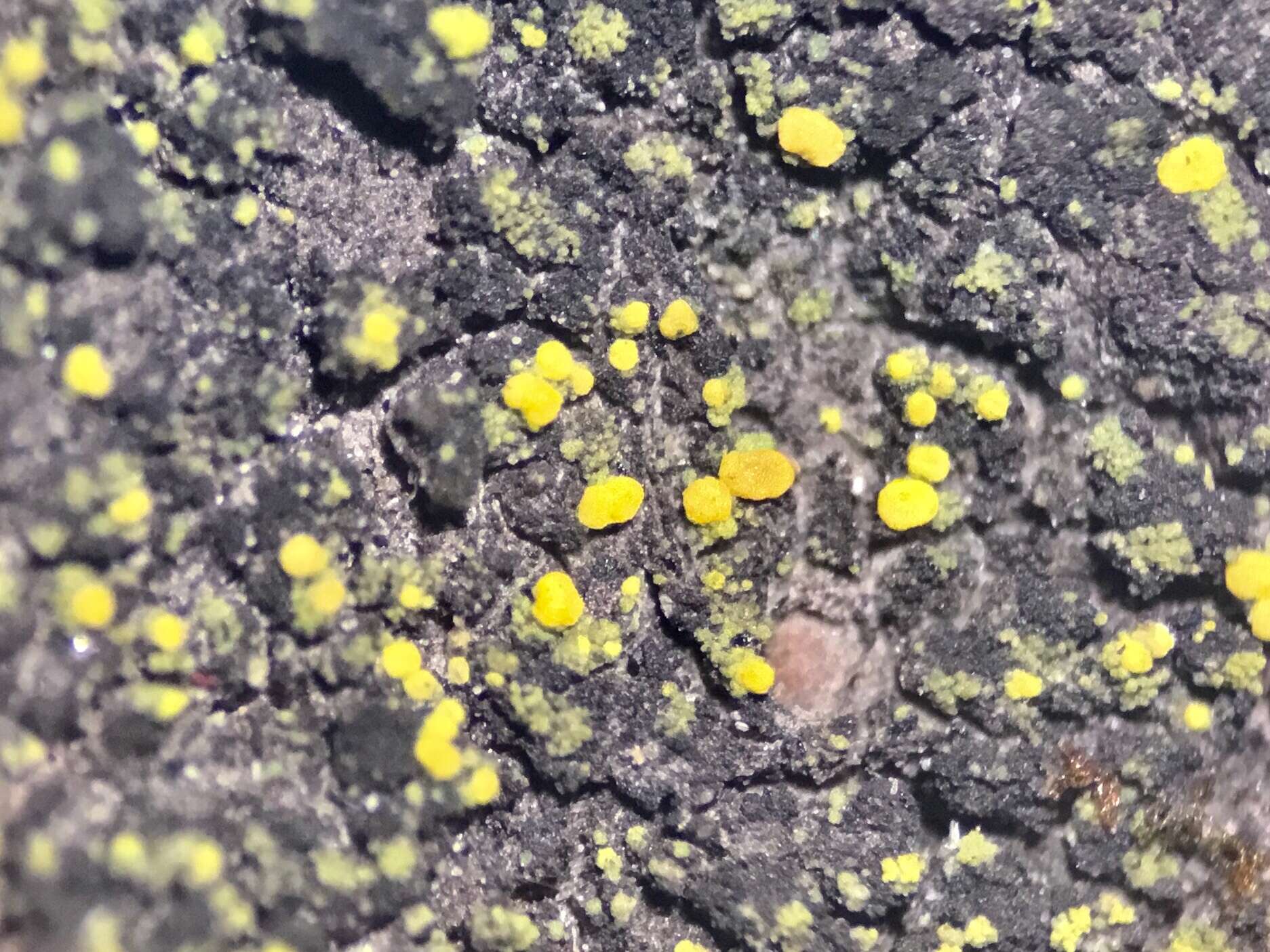 Image of eggyolk lichen