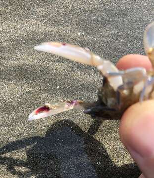 Image of blood-spotted swimming crab