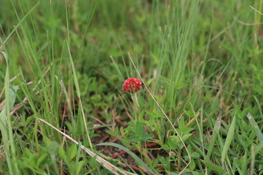 Image of African clover