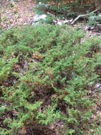 Plancia ëd Juniperus communis var. depressa Pursh