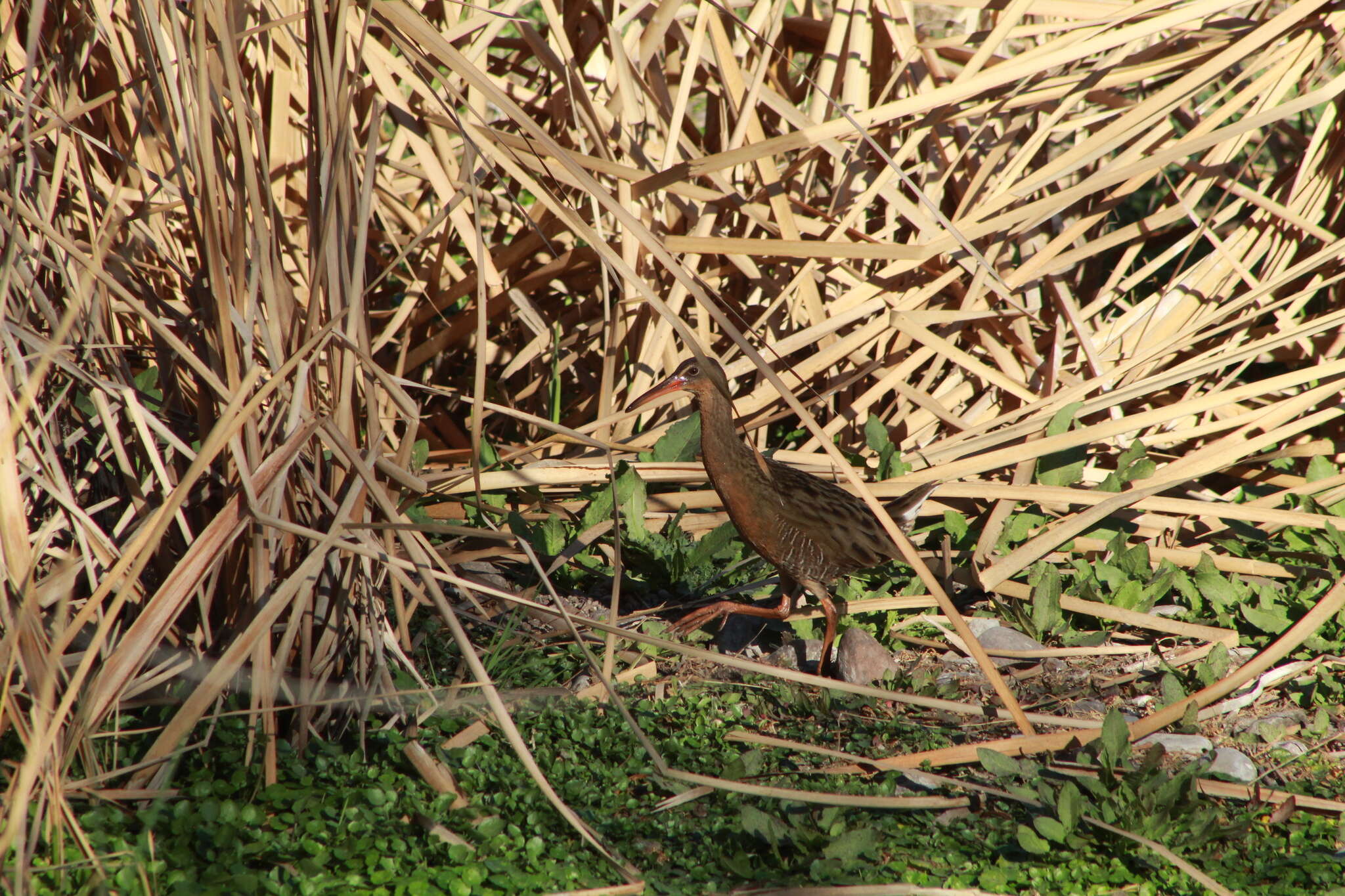 Image of Aztec Rail