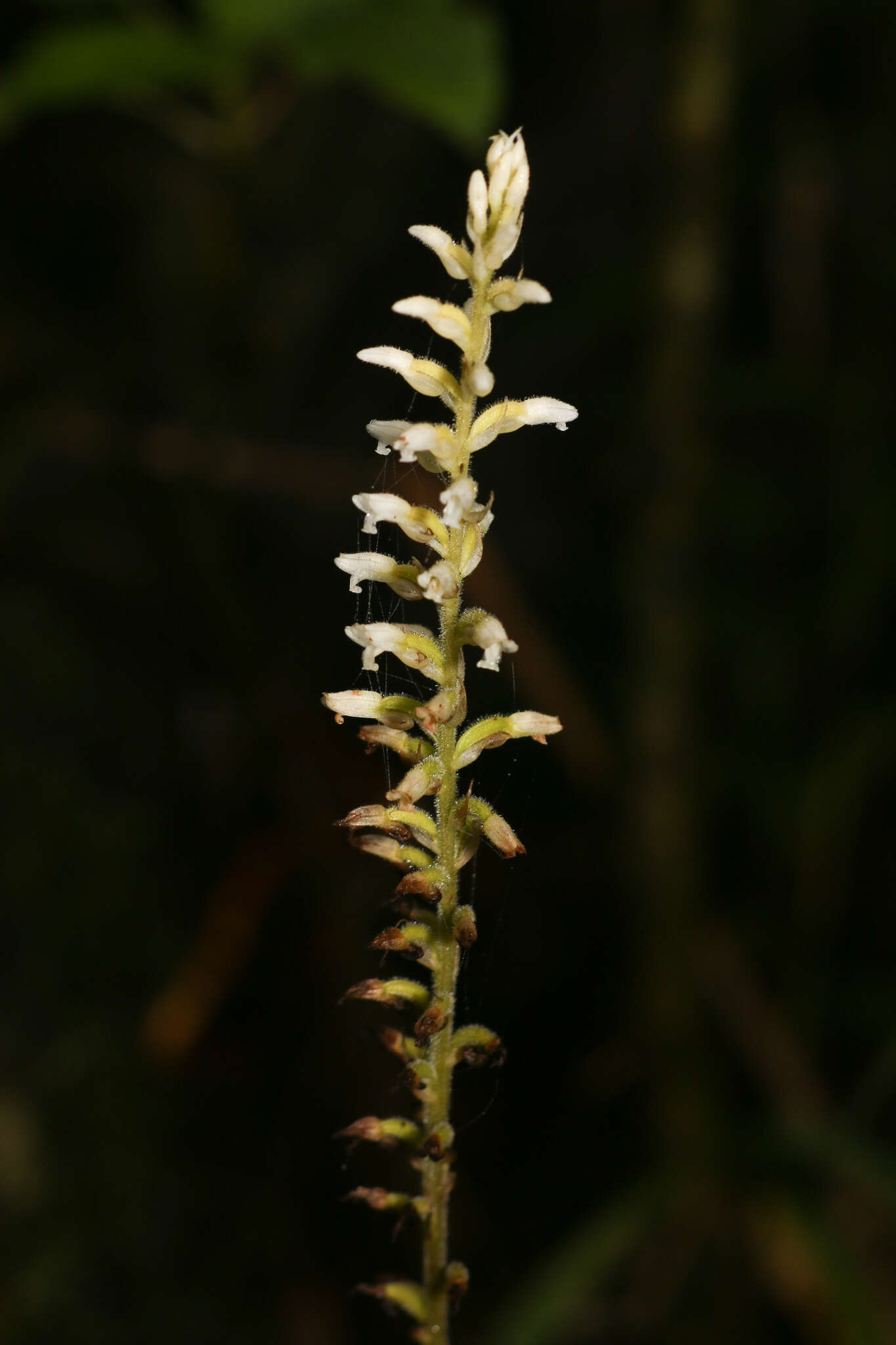 Image of Caribbean False Helmet Orchid