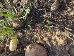 Imagem de Trifolium depauperatum var. depauperatum