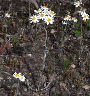 Image of Rhodanthe corymbiflora (Schltdl.) P. G. Wilson
