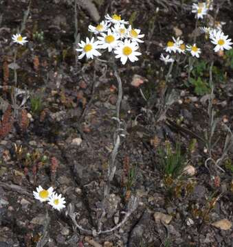 صورة Rhodanthe corymbiflora (Schltdl.) P. G. Wilson