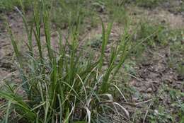 Image of Carex spicatopaniculata Boeckeler ex C. B. Clarke