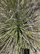 Image of intermediate yucca