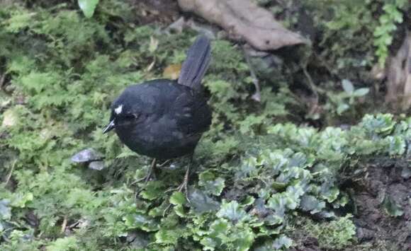 Image of Northern White-crowned Tapaculo