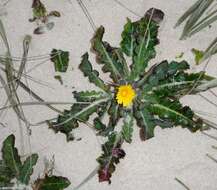 Image of Sonchus megalocarpus (Hook. fil.) J. Black