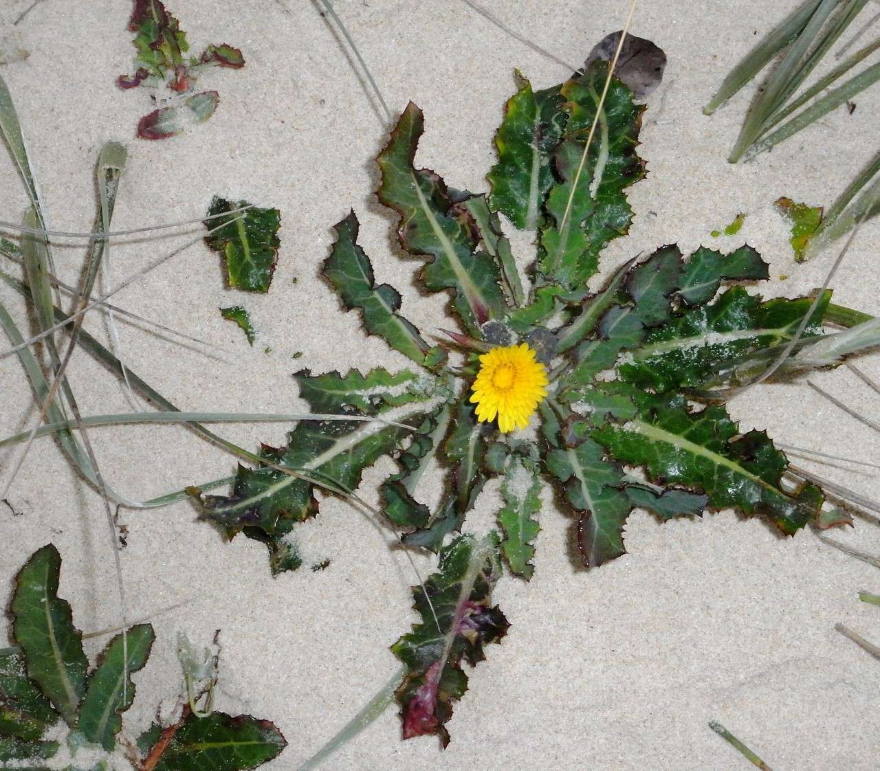 Sonchus megalocarpus (Hook. fil.) J. Black resmi