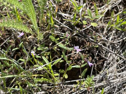 Image de Collinsia sparsiflora var. collina (Jepson) Newsom