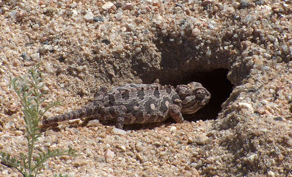 Image of Desert Chameleon