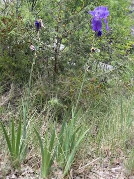 Imagem de Iris pallida subsp. illyrica (Tomm. ex Vis.) K. Richt.