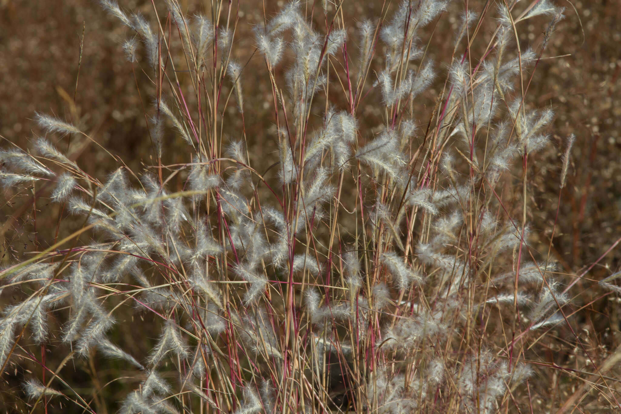 Image of splitbeard bluestem