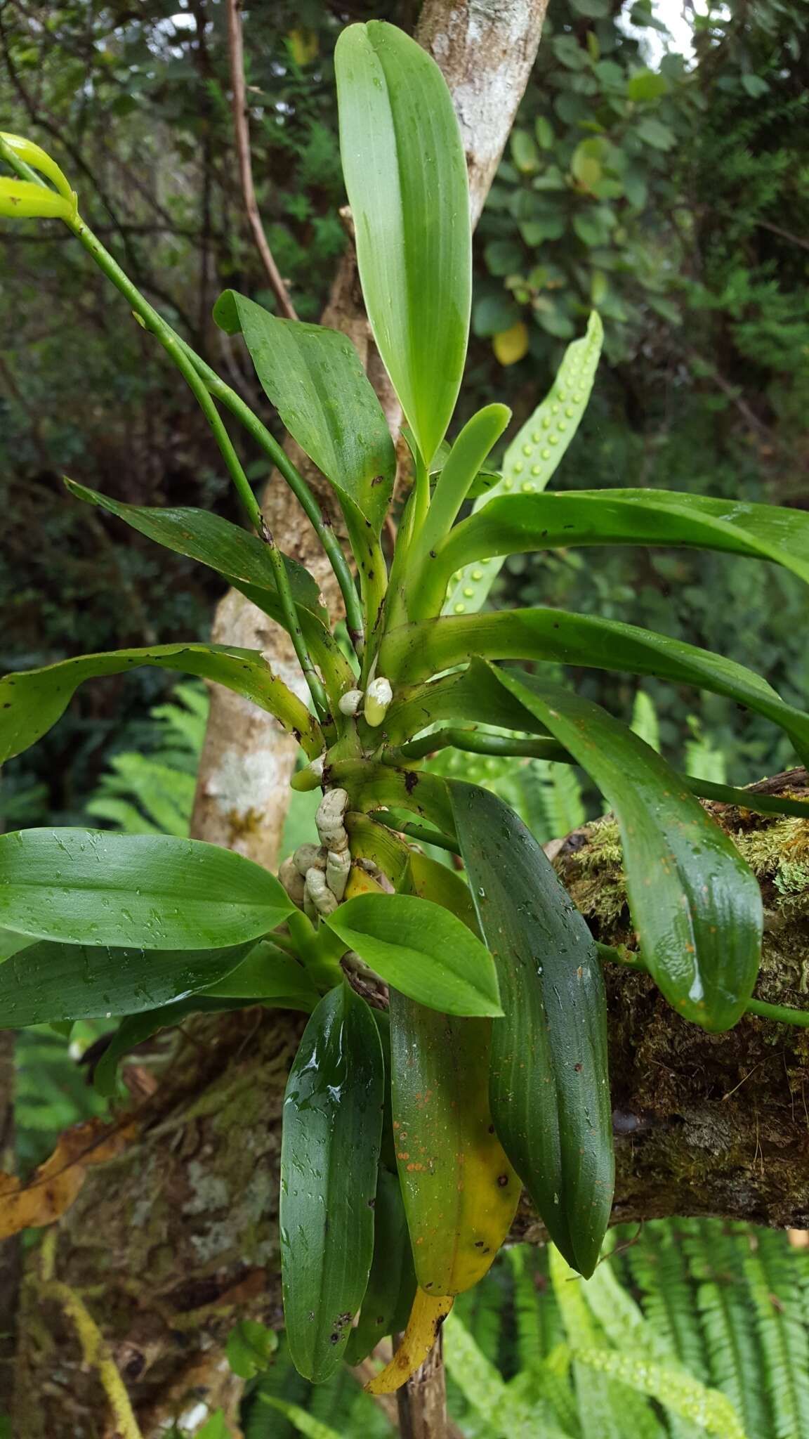 Image de Beclardia macrostachya (Thouars) A. Rich.