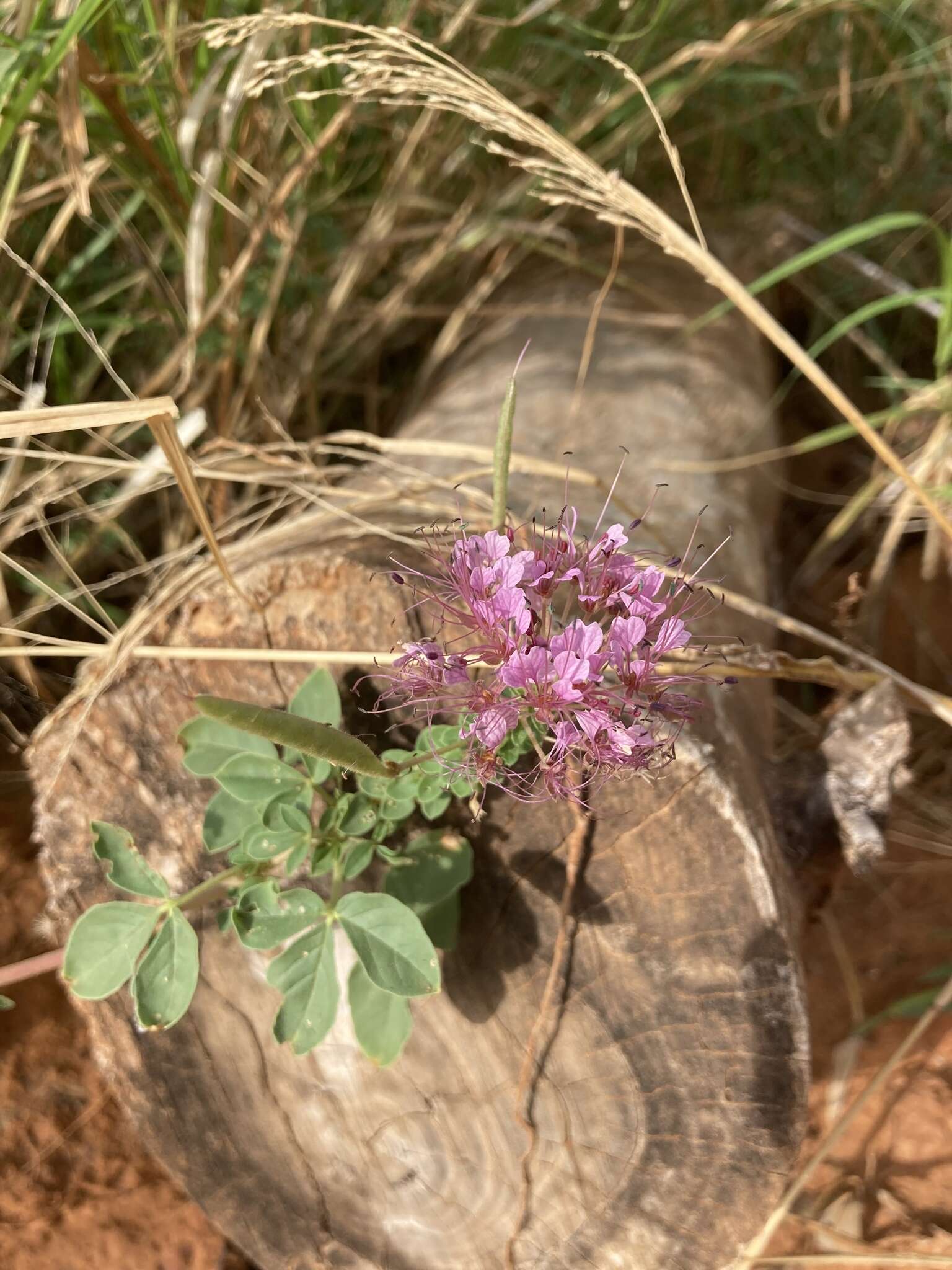 Imagem de Polanisia dodecandra subsp. riograndensis Iltis