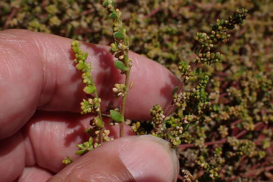 Image of Herniaria ciliolata Melderis