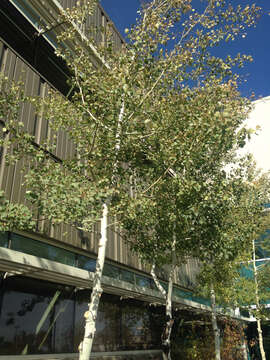 Image of quaking aspen