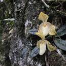 Image of One colored Paphiopedilum