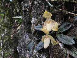 Image of One colored Paphiopedilum