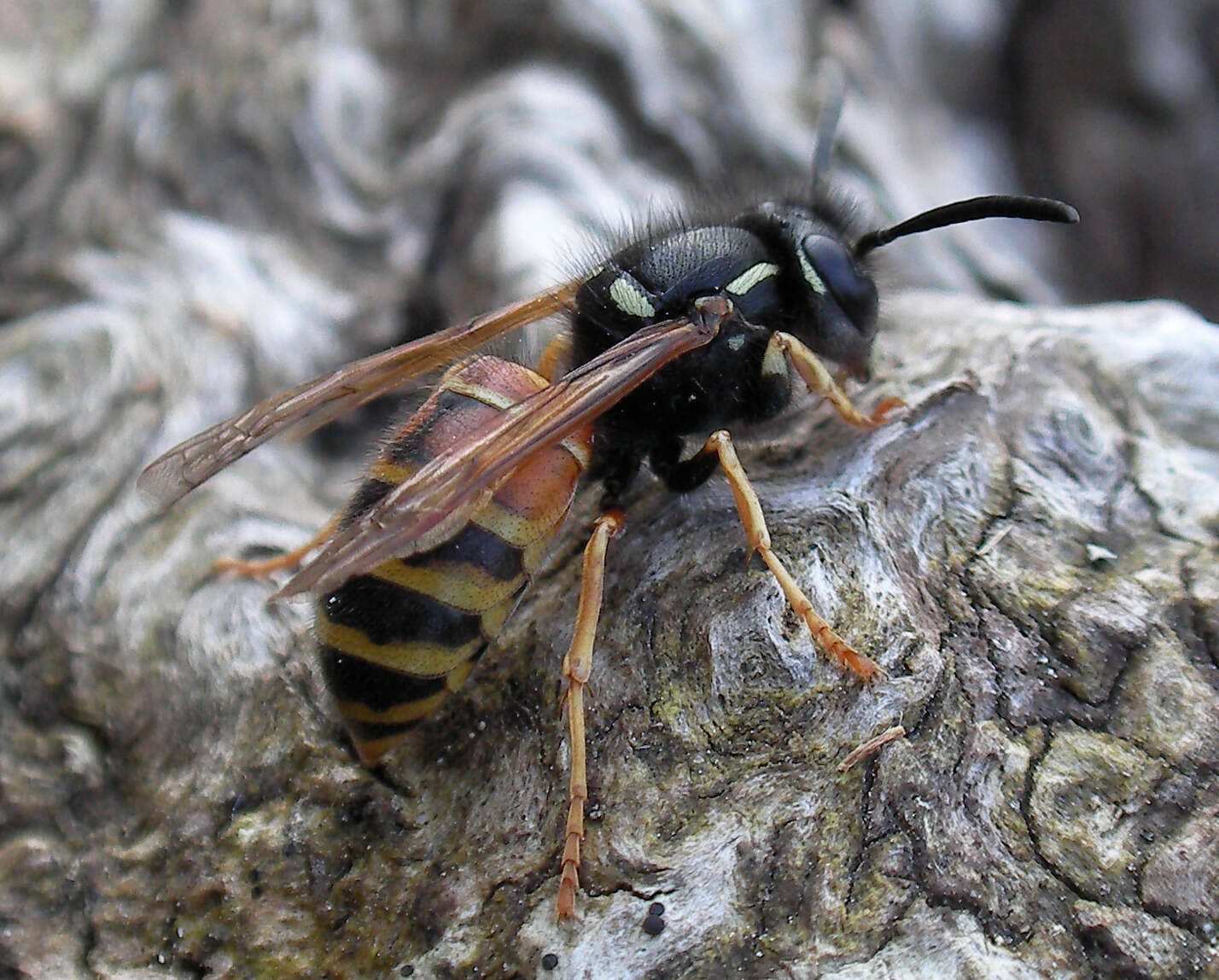 Image de Vespula rufa (Linnaeus 1758)