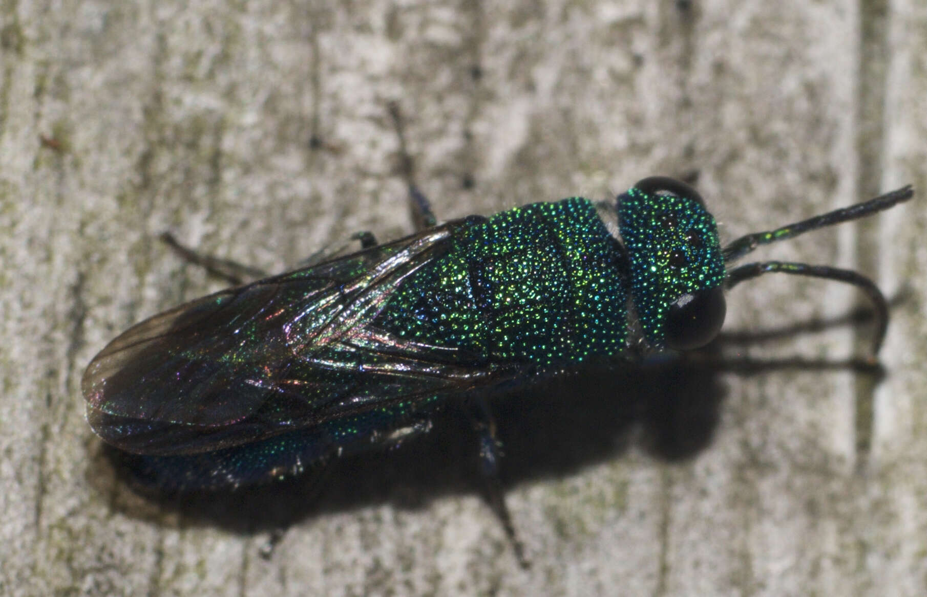 Image of Caenochrysis Kimsey & Bohart 1981