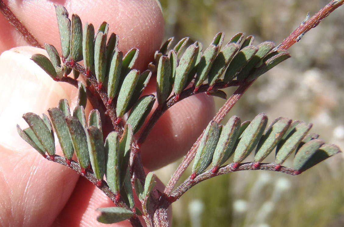 Слика од Indigofera declinata E. Mey.