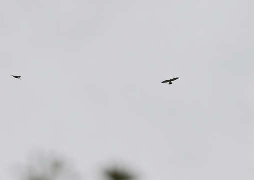 Image of Chinese Sparrowhawk