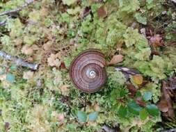 Image of Powelliphanta hochstetteri bicolor (Powell 1930)