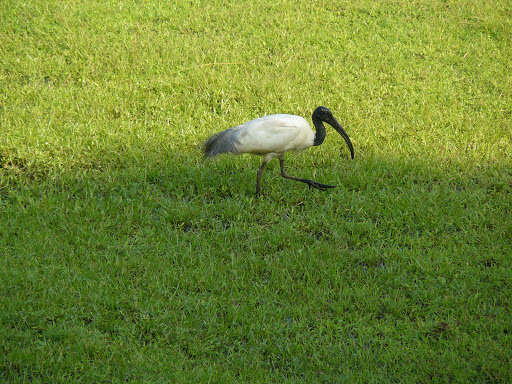 Image of Black-headed Ibis