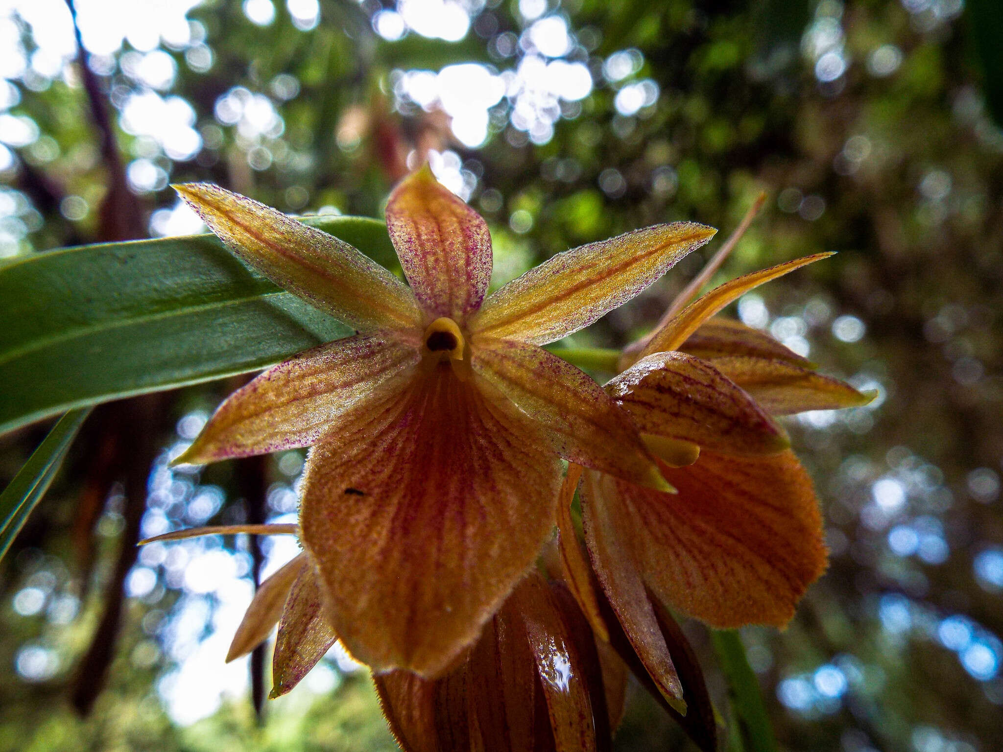 Image of Epidendrum arevaloi (Schltr.) Hágsater