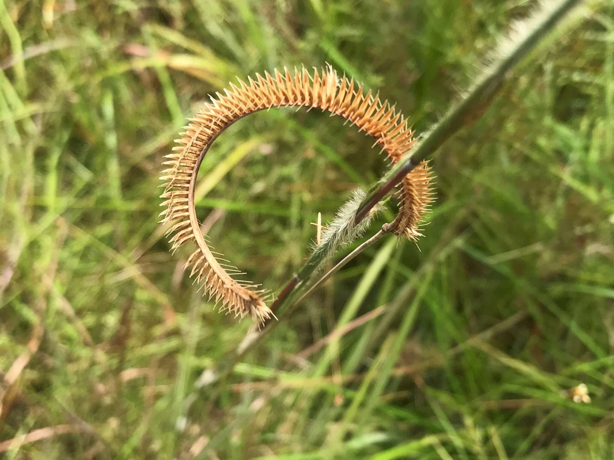 Image of toothache grass